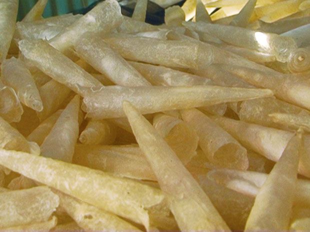 Loài cá này là đặc sản có một không hai bởi bộ phận giá trị nhất của nó lại là thứ nhiều người bỏ đi- Ảnh 4. Loài cá này là đặc sản có một không hai bởi bộ phận giá trị nhất của nó lại là thứ nhiều người bỏ đi- Ảnh 4.