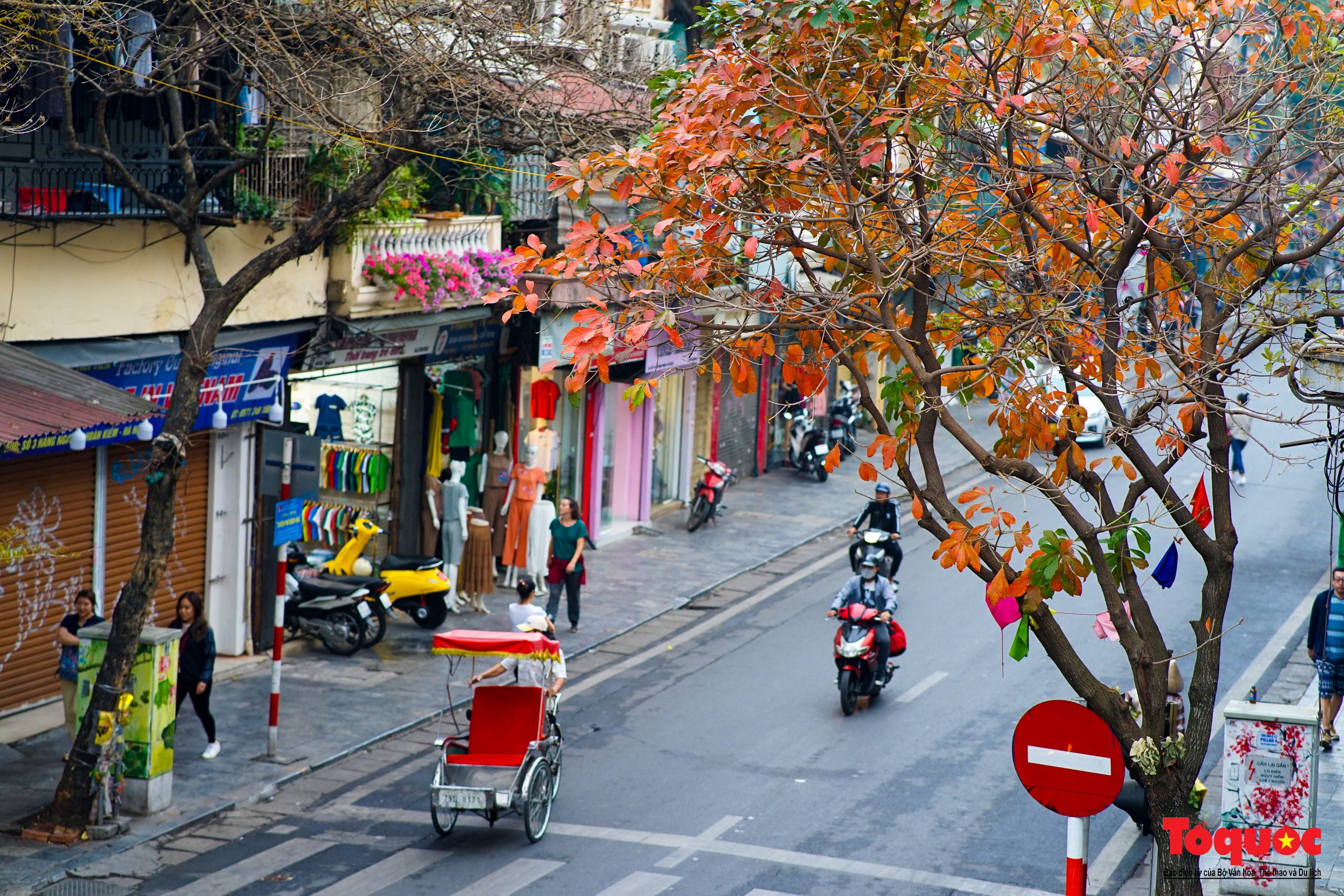 Hà Nội mùa cây thay lá - Ảnh 13. Hà Nội mùa cây thay lá - Ảnh 13.