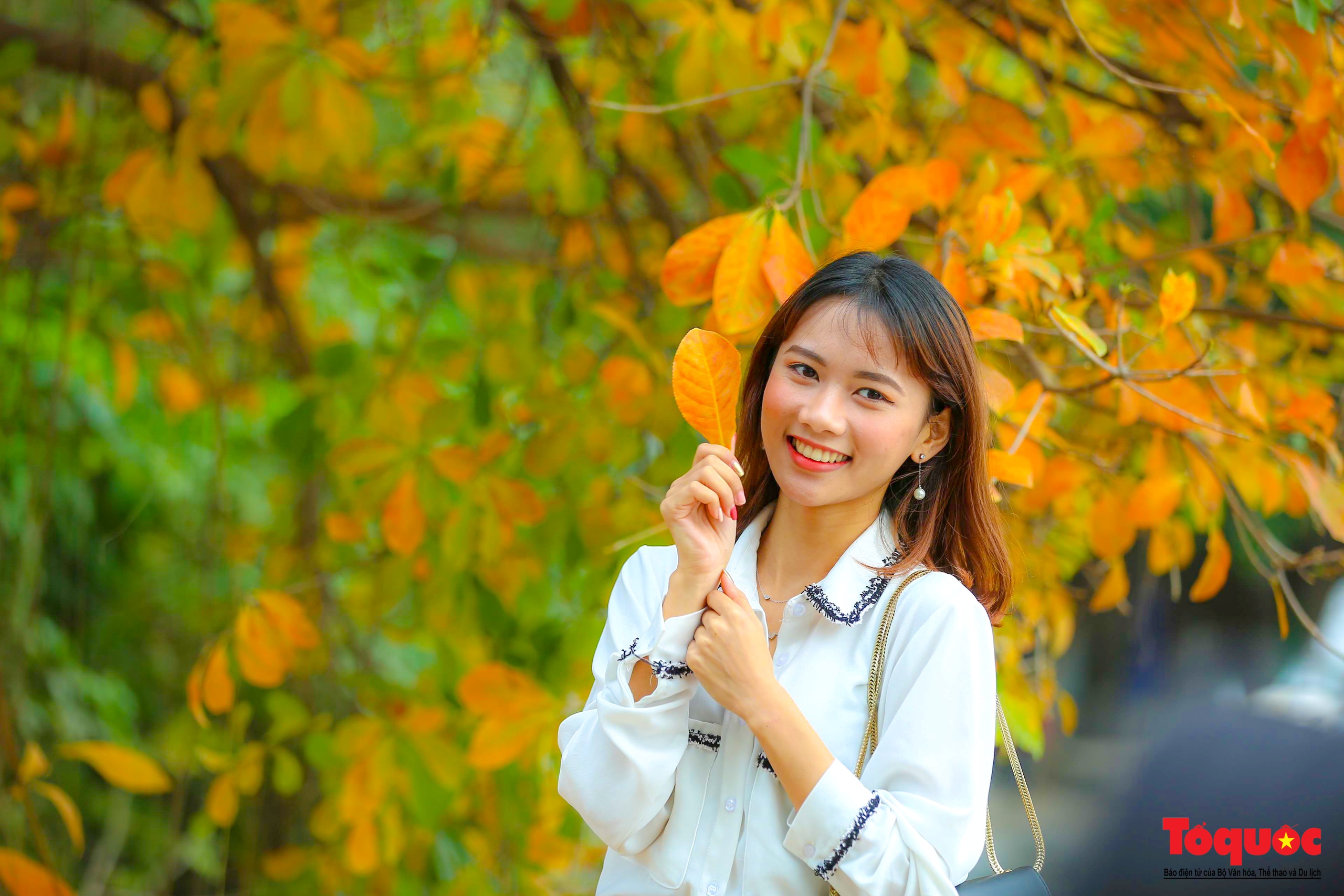 Hà Nội mùa cây thay lá - Ảnh 17. Hà Nội mùa cây thay lá - Ảnh 17.