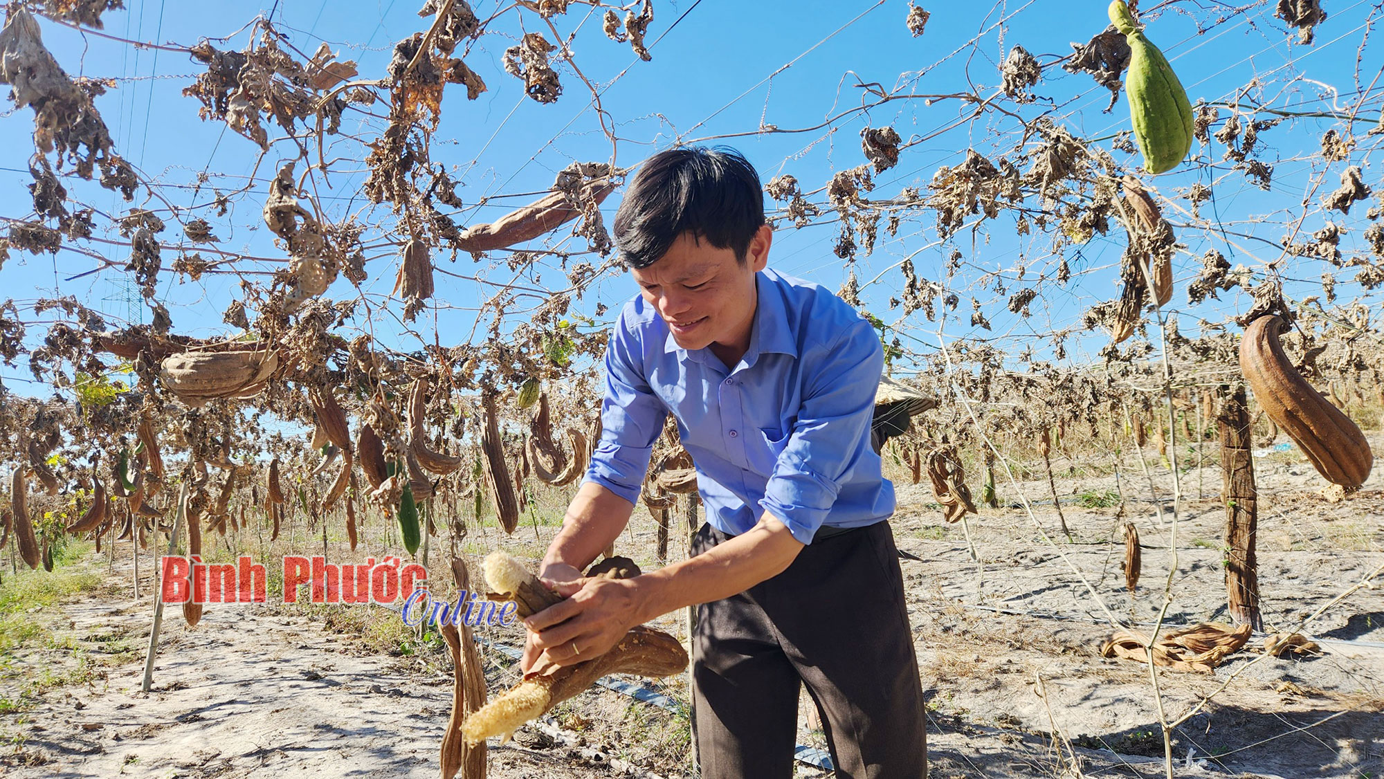 Trồng loài mướp trâu, lúc đắt bán quả tươi, lúc rẻ để quả khô bán xơ, anh nông dân Bình Phước thu 300 triệu- Ảnh 2. Trồng loài mướp trâu, lúc đắt bán quả tươi, lúc rẻ để quả khô bán xơ, anh nông dân Bình Phước thu 300 triệu- Ảnh 2.