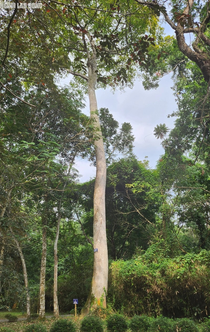 Khu rừng Lam Kinh ở Thanh Hóa toàn cây lim xanh cổ thụ, cây cổ thụ 600 tuổi này lại là Cây Di sản- Ảnh 4.