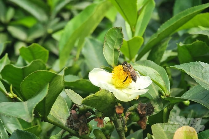 z5274089772715_5226e939876c5c40457bb1361789b0d2-153953_464-153954.jpg Từ ngày trồng, chăm sóc theo tiêu chuẩn hữu cơ, vườn chè của anh Khiêm thu hút rất nhiều đàn ong về lấy mật. Ảnh: Đào Thanh.