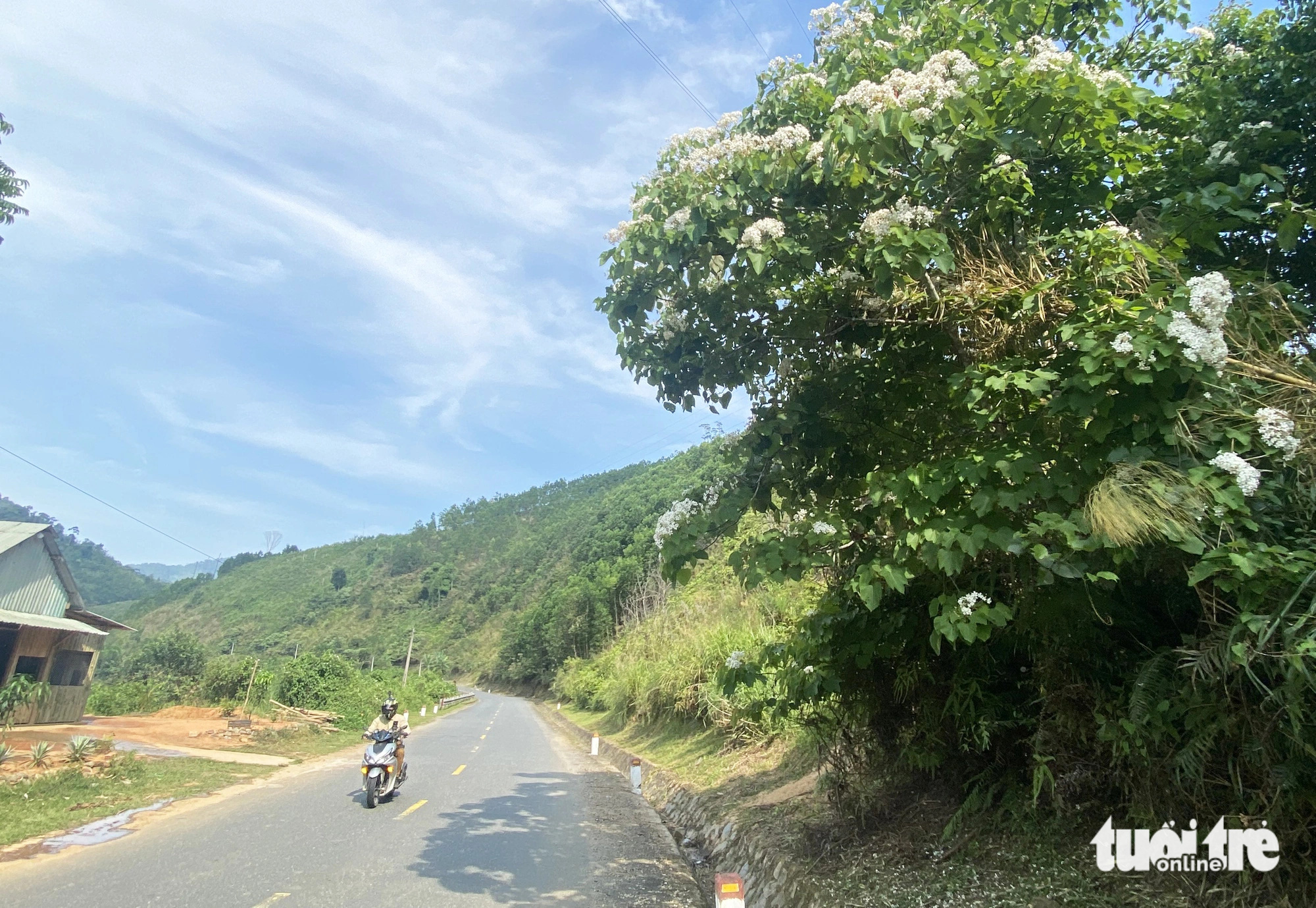 Đại ngàn Trường Sơn rợp sắc trắng tinh khôi mùa hoa trẩu- Ảnh 9. Hoa trẩu nở dọc đường Hồ Chí Minh - Ảnh: LÊ TRUNG