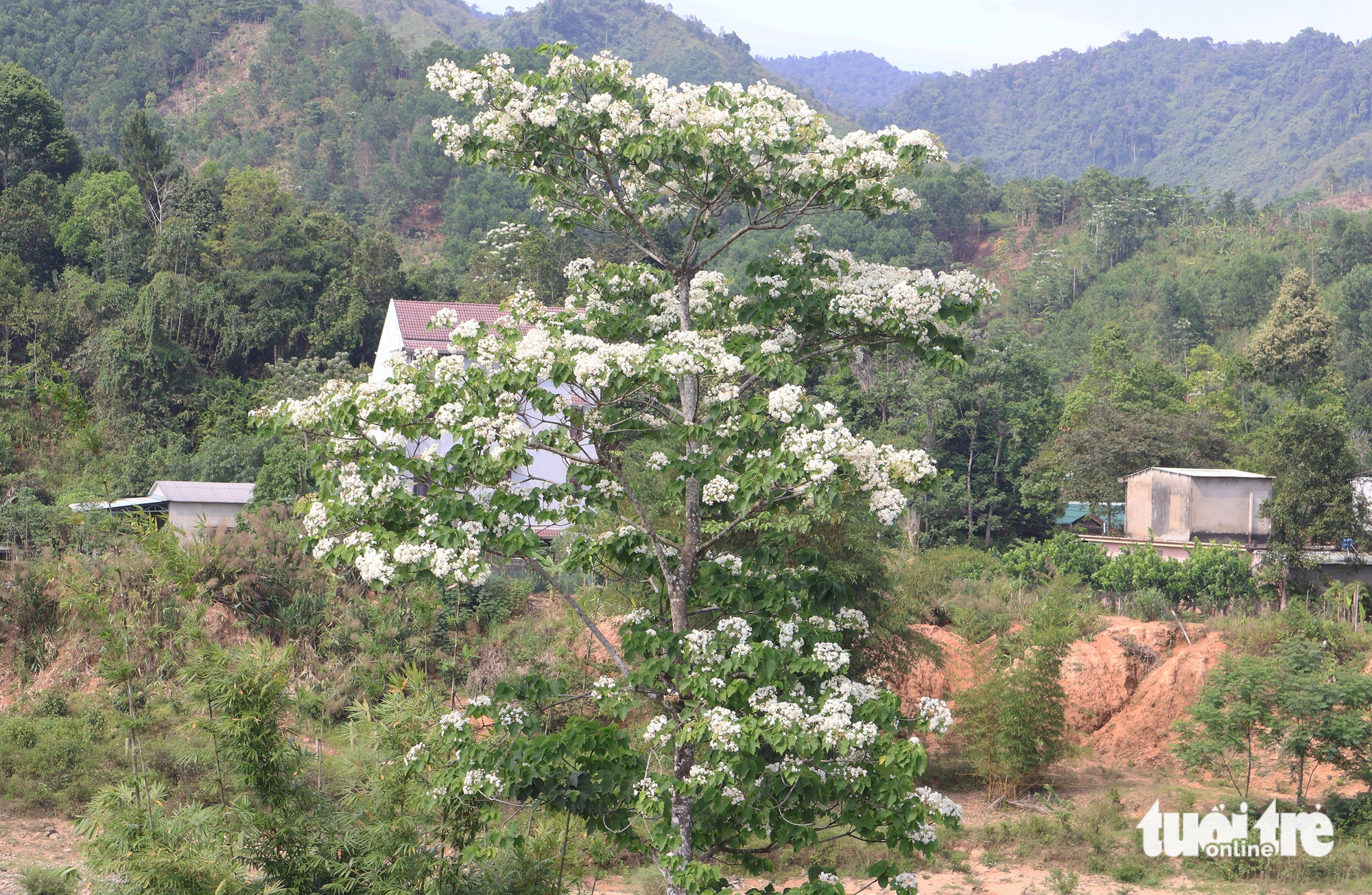 Đại ngàn Trường Sơn rợp sắc trắng tinh khôi mùa hoa trẩu- Ảnh 8. Một cây trẩu trổ hoa kín cây - Ảnh: LÊ TRUNG