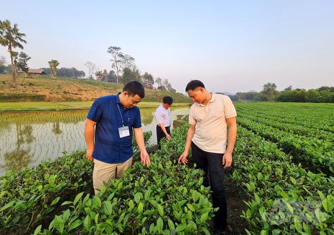 z5274089836629_5d9aac7972207deaea2cc7511c64ccc5-161642_344-161643.jpg Vùng chè hữu cơ 20 năm tuổi của HTX Nông sản Phú Lương. Ảnh: Đào Thanh.