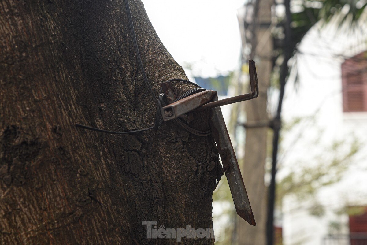 Hàng loạt cây xanh ở Hà Nội bị đóng đinh giăng đèn, treo bảng hiệu ảnh 7