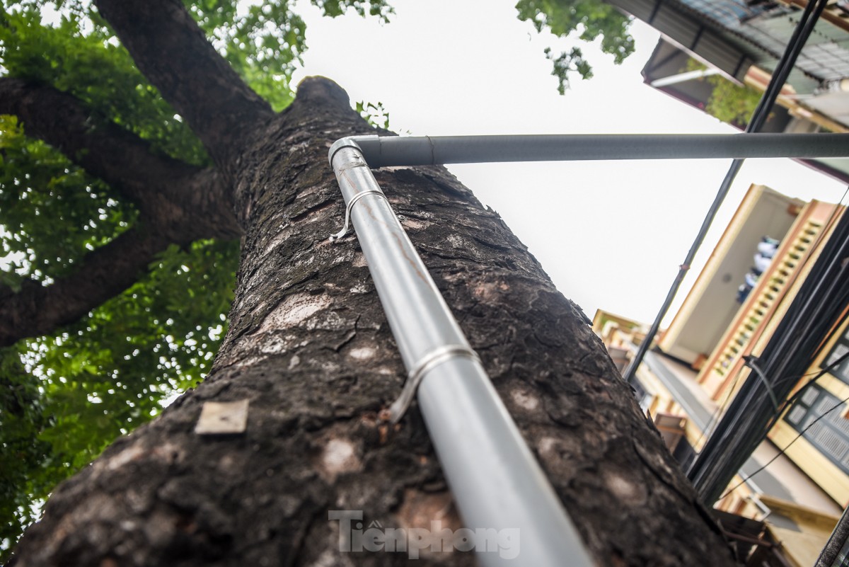 Hàng loạt cây xanh ở Hà Nội bị đóng đinh giăng đèn, treo bảng hiệu ảnh 6