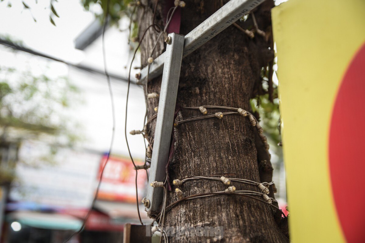 Hàng loạt cây xanh ở Hà Nội bị đóng đinh giăng đèn, treo bảng hiệu ảnh 8