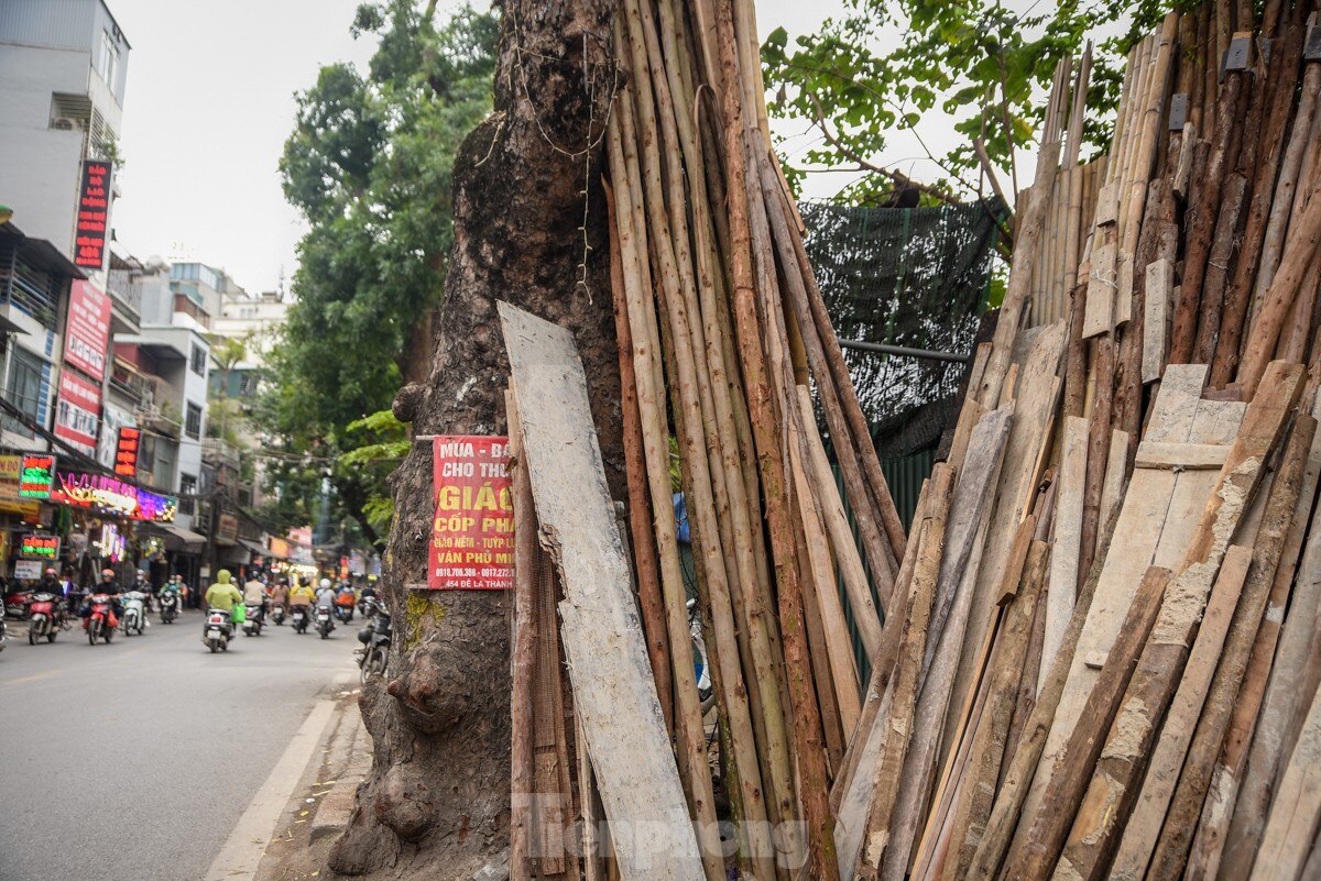 Hàng loạt cây xanh ở Hà Nội bị đóng đinh giăng đèn, treo bảng hiệu ảnh 14