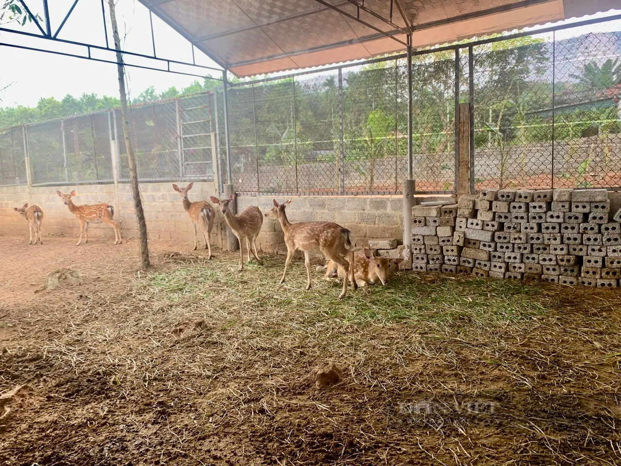 Nông dân xã Phú Nhuận ở Thanh Hóa nuôi con đặc sản, bán đắt tiền, thu nhập tăng lên thấy rõ- Ảnh 4.