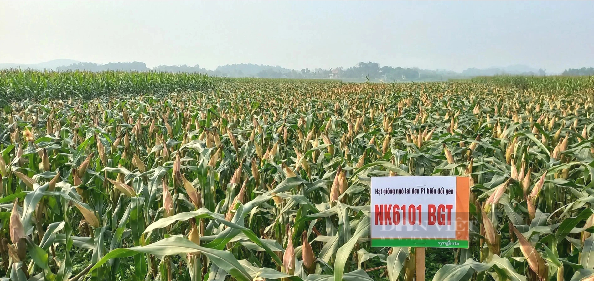 Syngenta giới thiệu giống ngô chuyển gen NK6101BGT mới tại thị trường Việt Nam- Ảnh 4. Syngenta giới thiệu giống ngô chuyển gen NK6101BGT mới tại thị trường Việt Nam- Ảnh 4.