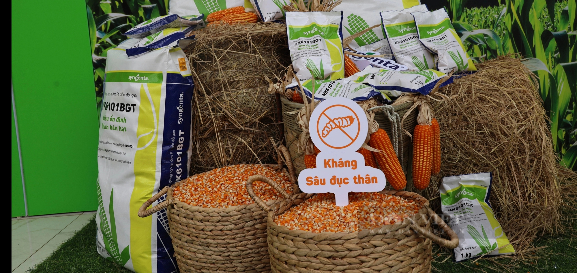 Syngenta giới thiệu giống ngô chuyển gen NK6101BGT mới tại thị trường Việt Nam- Ảnh 3. Syngenta giới thiệu giống ngô chuyển gen NK6101BGT mới tại thị trường Việt Nam- Ảnh 3.