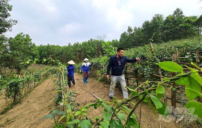 z5274089817423_13654d568ff04357a50c1025031a5d82-214945_8-214946.jpg Vùng nguyên liệu thìa canh đạt tiêu chuẩn hữu cơ của Công ty Cổ phần Sản phẩm thiên nhiên DK ở xã Yên Ninh, huyện Phú Lương, Thái Nguyên. Ảnh: Đào Thanh.