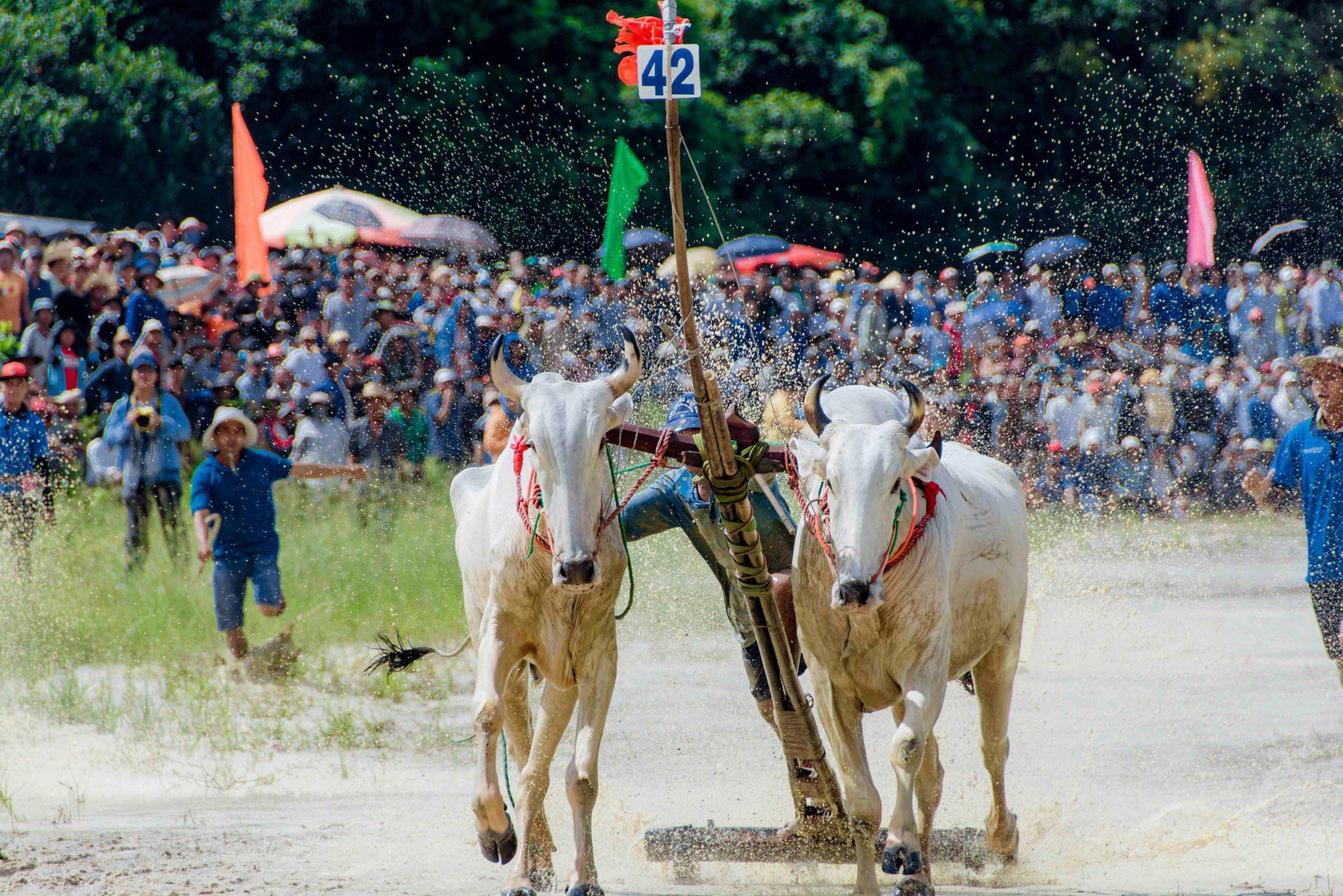VIDEO: Hấp dẫn Lễ hội đua bò Bảy Núi ở An Giang - Ảnh 7.