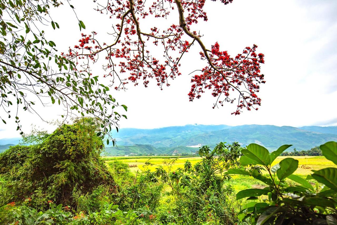 Cay-hoa-gao-giua-bai-boi-song-vu-gia_congbinh 2 true