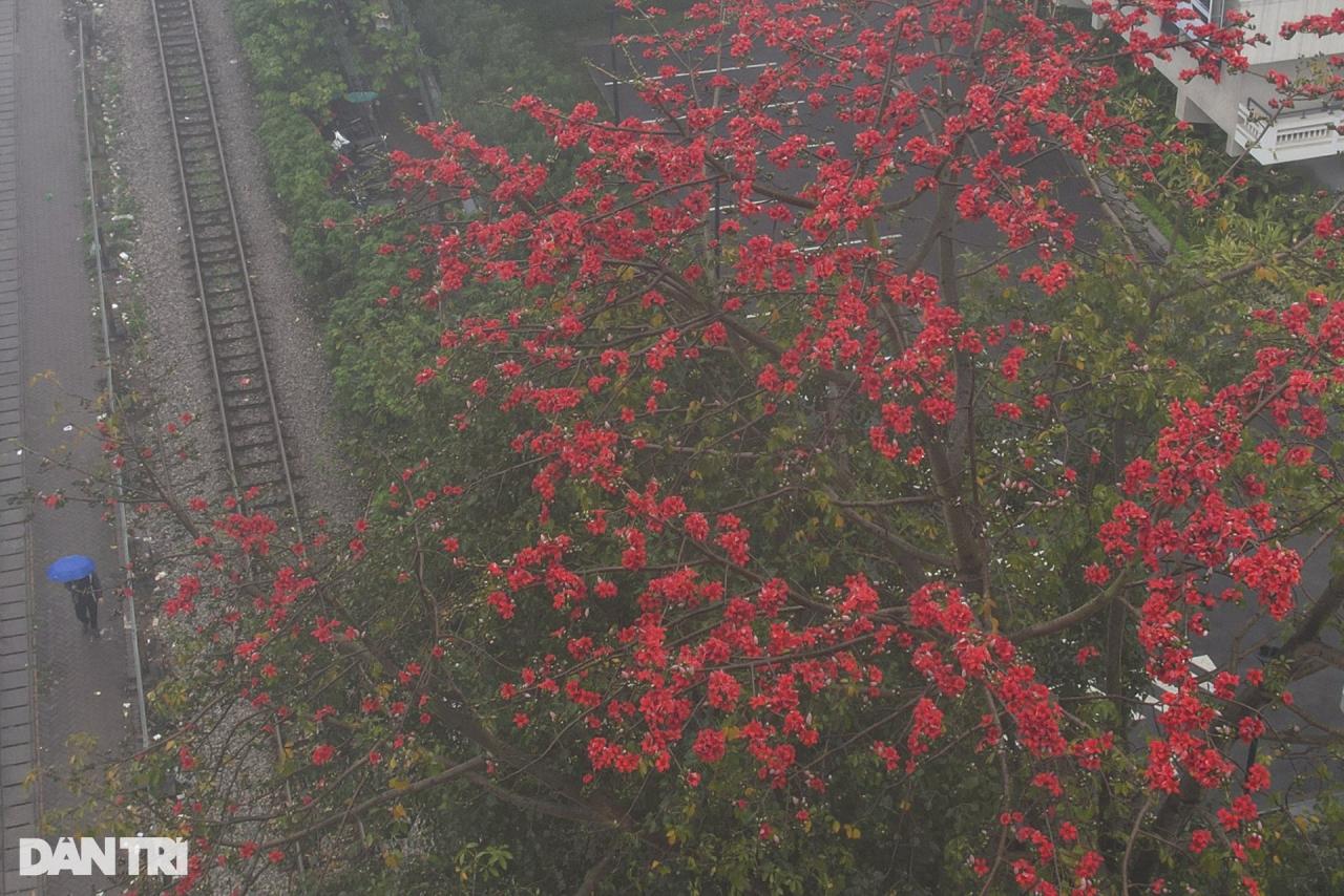 Hà Nội mùa hoa gạo nở trong sương mờ trắng - 5 Hà Nội mùa hoa gạo nở trong sương mờ trắng - 5