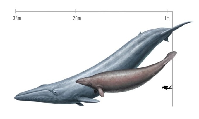 So sánh kích thước của cá voi xanh, cá voi Perucetus đã tuyệt chủng và con người. Ảnh: Cullen Townsend
