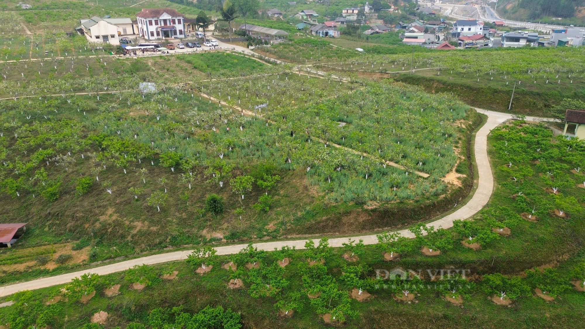 Cao nguyên Bắc Hà hút khách bởi loài hoa trắng tinh khôi tựa pha lê - Ảnh 1. Cao nguyên Bắc Hà hút khách bởi loài hoa trắng tinh khôi tựa pha lê - Ảnh 1.