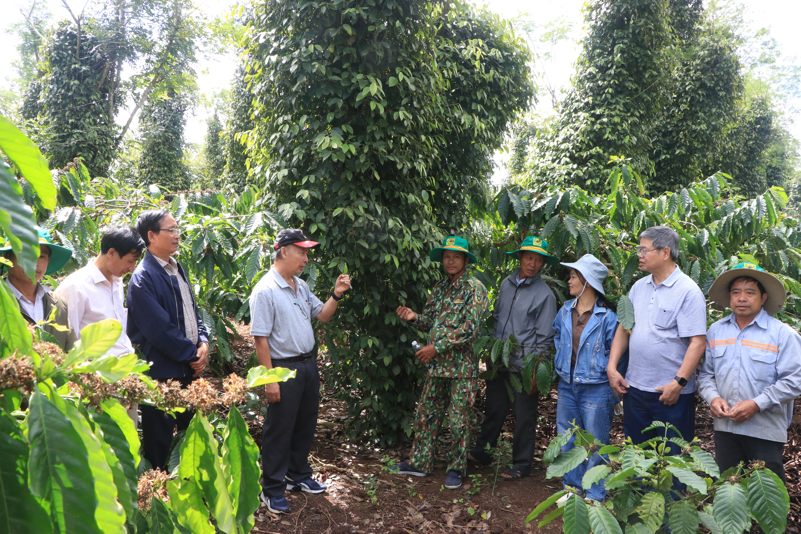 Chuyên gia, nhà khoa học đến tận vườn trao đổi với nông dân về mô hình canh tác cà phê thông minh- Ảnh 1. Chuyên gia, nhà khoa học đến tận vườn trao đổi với nông dân về mô hình canh tác cà phê thông minh- Ảnh 1.
