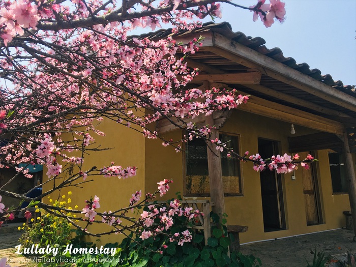 Cô gái Hà Nội bỏ việc 350 triệu đồng/năm lên Hà Giang làm homestay- Ảnh 1. Cô gái Hà Nội bỏ việc 350 triệu đồng/năm lên Hà Giang làm homestay- Ảnh 1.