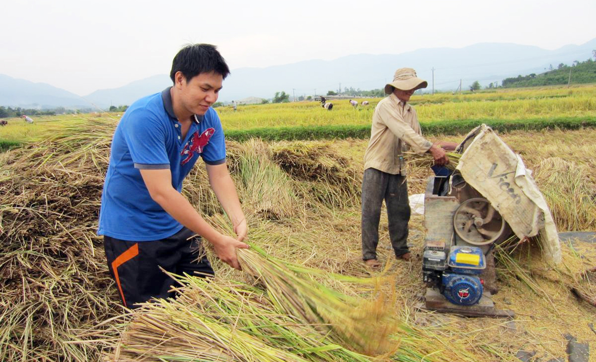 Gặt lúa quê em - Ảnh: Nguyễn Phong Châu Gặt lúa quê em - Ảnh: NGUYỄN PHONG CHÂU