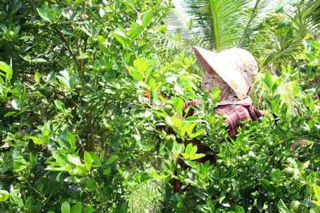 Đây là các loại trái cây giải nhiệt đang tăng giá tốt ở Vĩnh Long, trái thơm mật bán 35.000 đồng/trái- Ảnh 1. Đây là các loại trái cây giải nhiệt đang tăng giá tốt ở Vĩnh Long, trái thơm mật bán 35.000 đồng/trái- Ảnh 1.