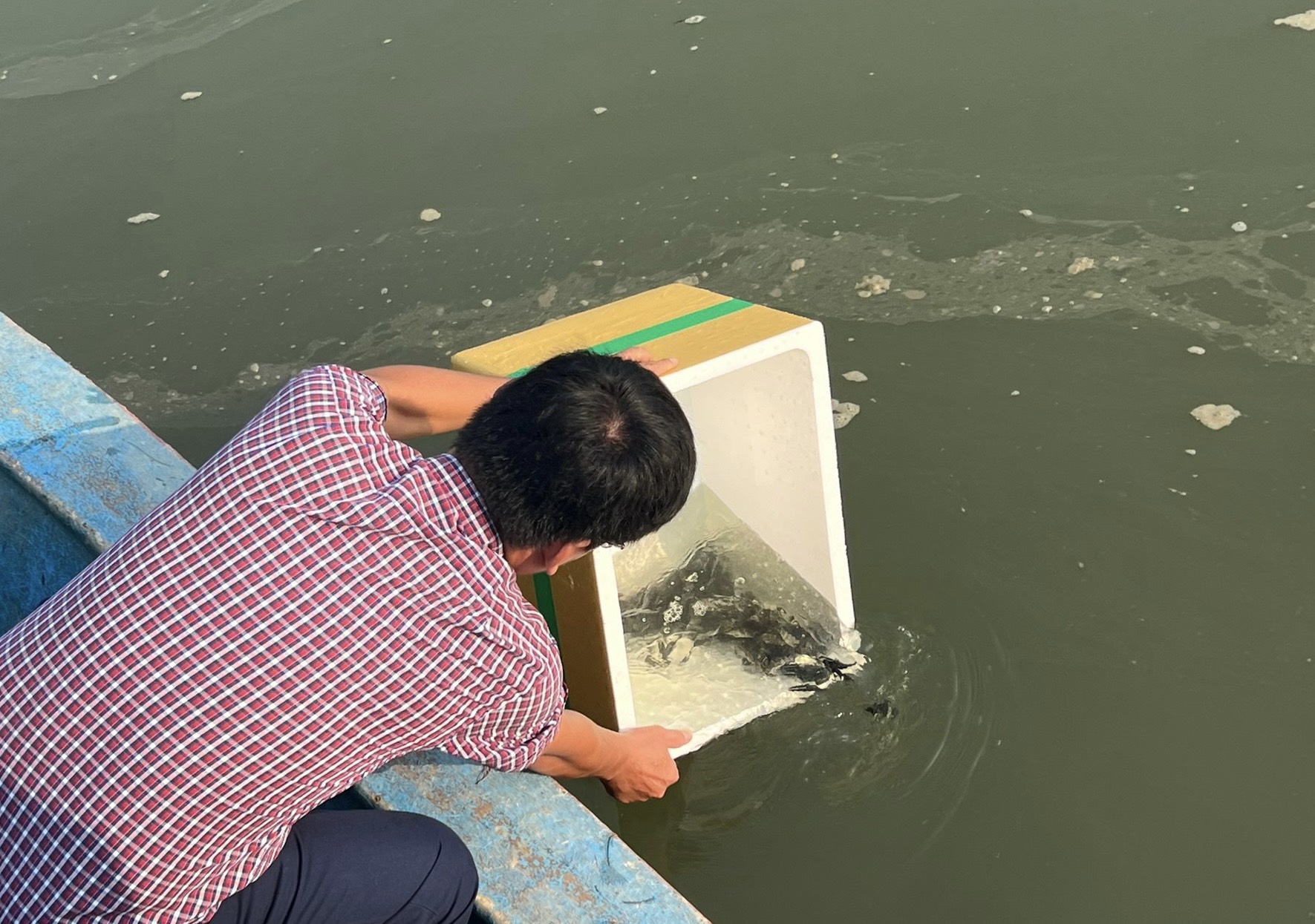Doanh nghiệp ở Bình Định thả gần nửa triệu con giống bồi hoàn đa dạng sinh học- Ảnh 1. Doanh nghiệp ở Bình Định thả gần nửa triệu con giống bồi hoàn đa dạng sinh học- Ảnh 1.