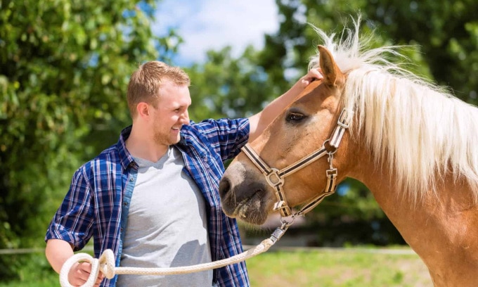 Trong nghiên cứu, hành vi của ngựa thay đổi tùy theo mùi mà con người tiết ra trong lúc sợ hãi hoặc vui vẻ. Ảnh: iStock