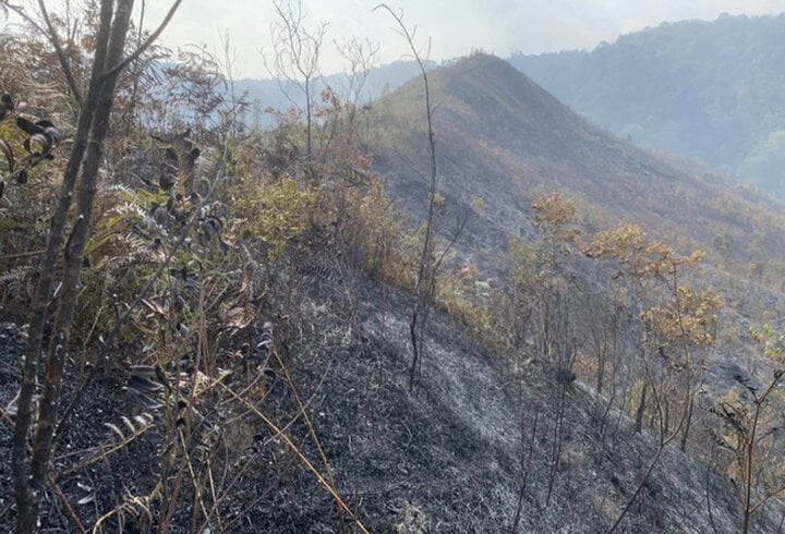 Khu vực xảy ra vụ cháy rừng.