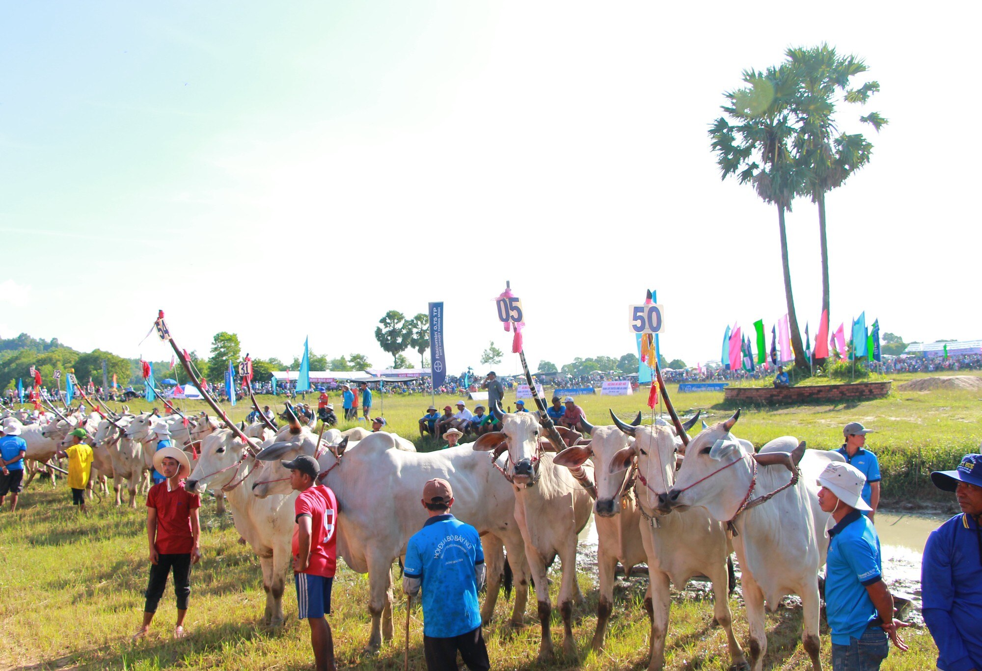 VIDEO: Hấp dẫn Lễ hội đua bò Bảy Núi ở An Giang - Ảnh 3.