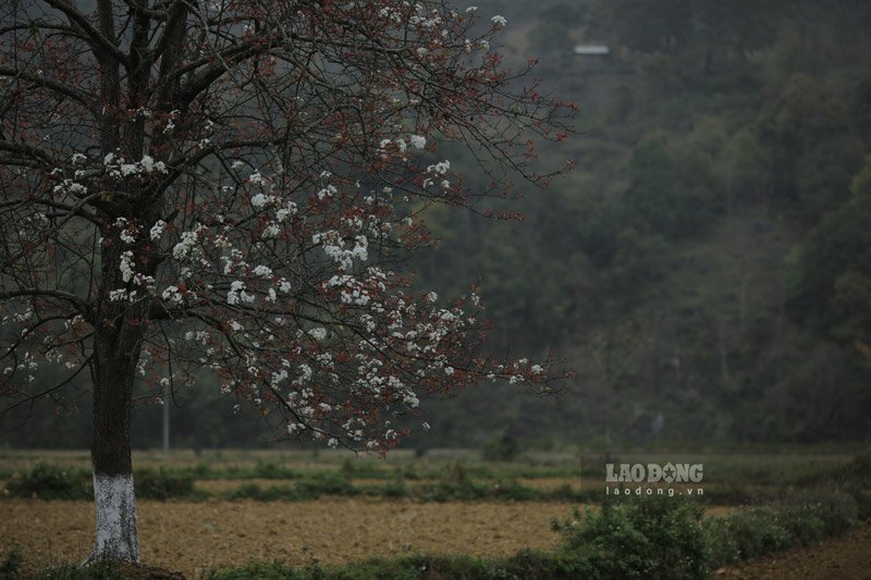 Hoa-Le-10-9 - Vietnam.vn Nếu đi từ Hà Nội, quãng đường tới xã Xuân Trường (Bảo Lạc) khá xa, cần khoảng 7h di chuyển liên tục. Hiện, cung đường đèo 15 tầng (Khau Cốc Chà) đang trong quá trình sửa chữa nên việc di chuyển lại thêm phần khó khăn.