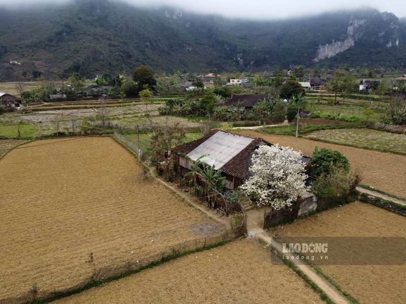 Hoa-Le-5-9 - Vietnam.vn Những cành hoa lê trắng tinh khôi trong làn sương sớm của vùng cao, hay khẽ đung đưa trong gió chiều tà mang lại trải nghiệm thú vị đối với ai đặt chân đến nơi đây.