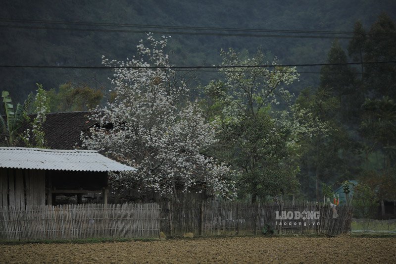 Hoa-Le-7-9 - Vietnam.vn