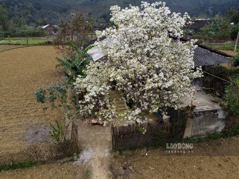 Hoa-Le_11Zon-9 - Vietnam.vn Mác cọt là loài cây ăn trái thường mọc ở các tỉnh miền núi phía Bắc Việt Nam, đặc biệt tại huyện Bảo Lạc, tỉnh Cao Bằng là nhiều hơn cả.