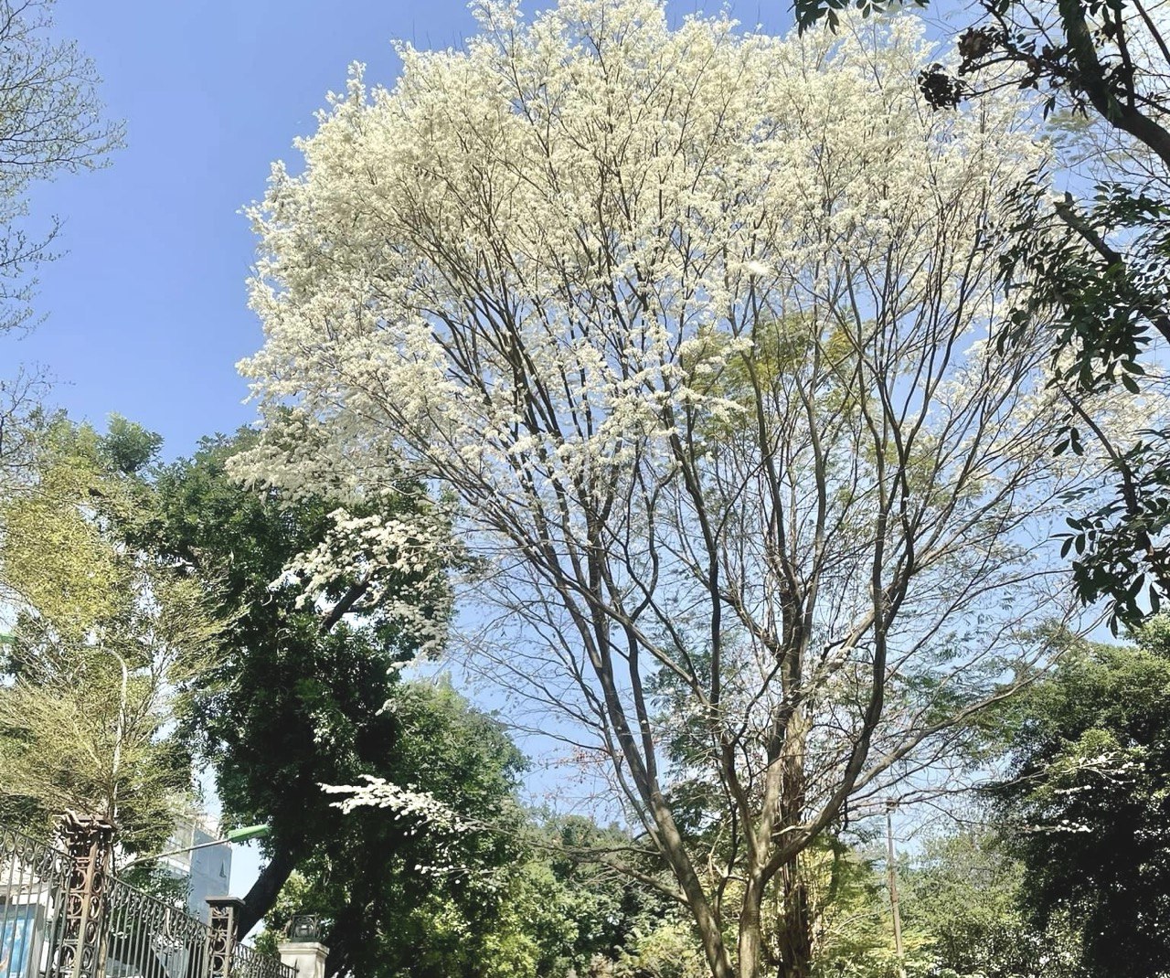 Hoa-Sua-Bld-2-3 - Vietnam.vn Sưa là loài cây ưa ánh sáng, sinh trưởng, phát triển mạnh mẽ ở nơi có độ ẩm cao. Hoa sưa kết thành từng chùm và mọc ra từ nách lá, có mùi thơm nhẹ. Những bông hoa nhỏ xíu chớm nụ rồi bung nở thành từng chùm trắng muốt. Ảnh: Linh Boo