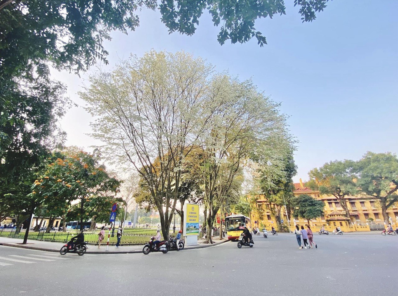 Hoa-Sua-Bld-8-3 - Vietnam.vn Hoa sưa nở trắng xóa tô điểm cho phố phường Hà Nội trở nên lãng mạn hơn. Ảnh: Linh Boo