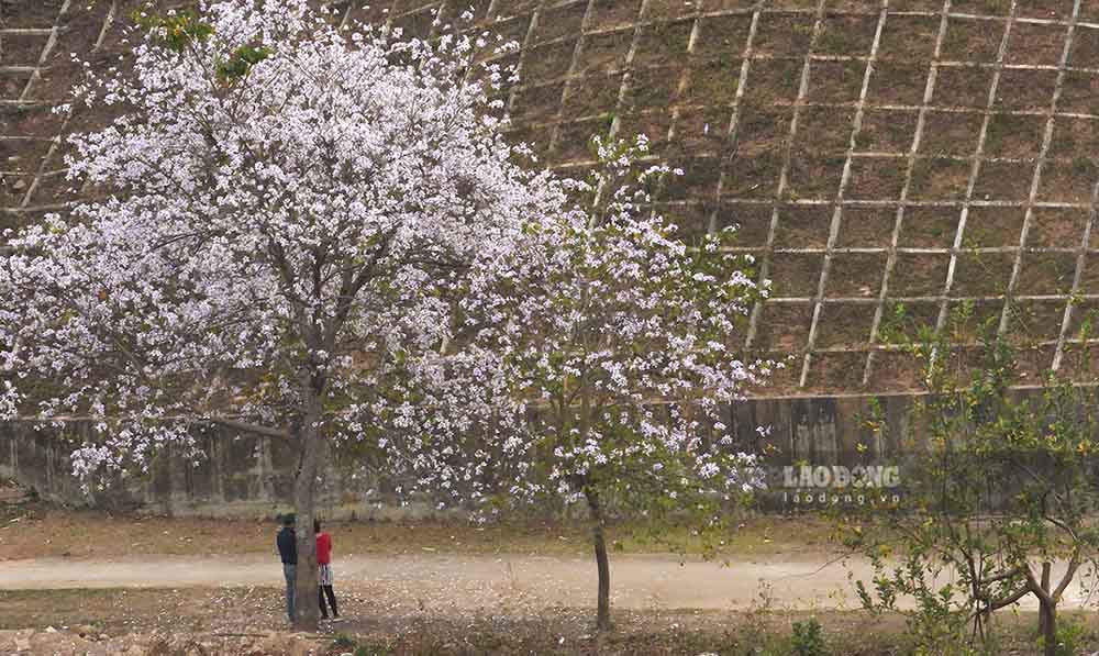 Nơi chiến trường năm xưa, giờ đây đều nở một màu hoa ban trắng muốt, là điểm đến yêu thích của du khách mỗi lần trở lại Điện Biên. 