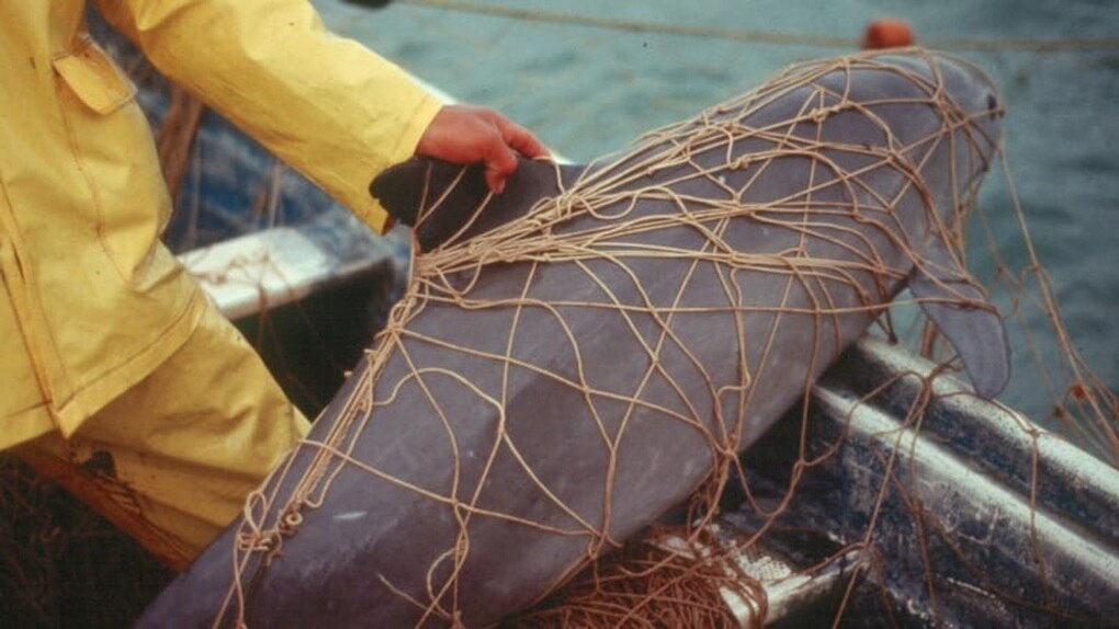 Loài thú biển có nguy cơ tuyệt chủng cao nhất Trái Đất - 2