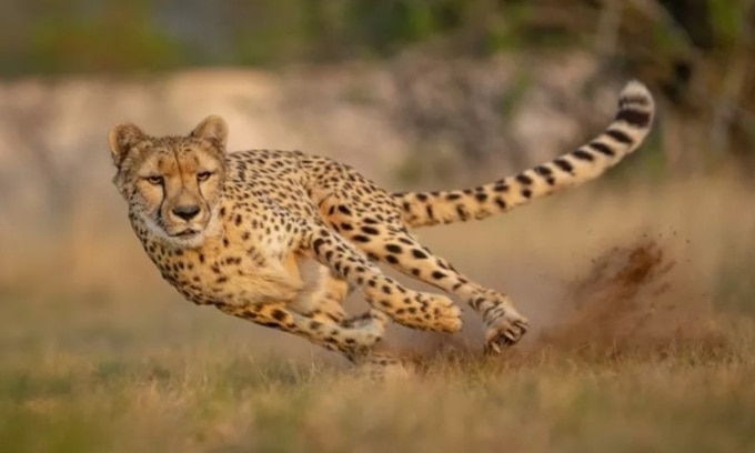 Báo săn là động vật chạy nhanh nhất hành tinh. Ảnh: Mateo Juric