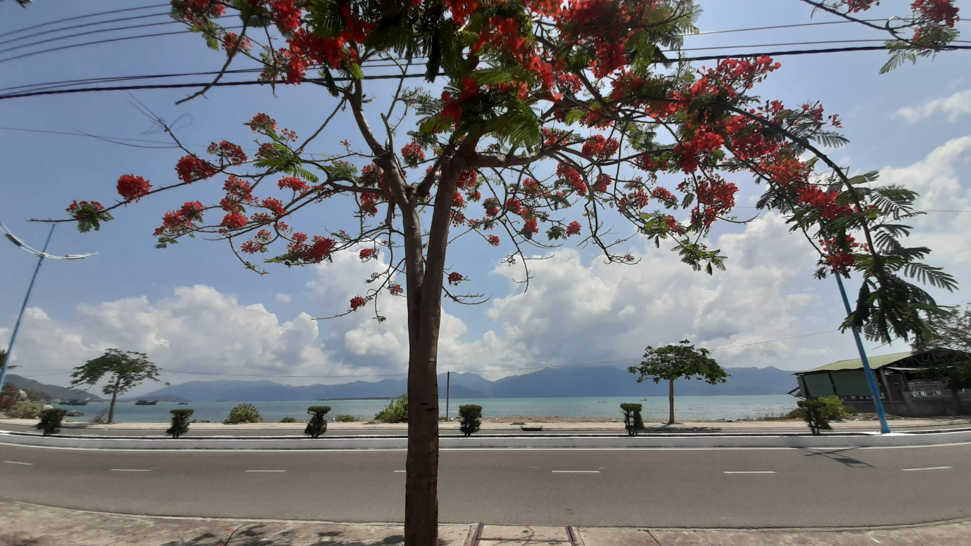 Một thành phố của Khánh Hòa, nổi tiếng cả nước đang bước vào mùa hoa thứ 100- Ảnh 3. Một thành phố của Khánh Hòa, nổi tiếng cả nước đang bước vào mùa hoa thứ 100- Ảnh 3.