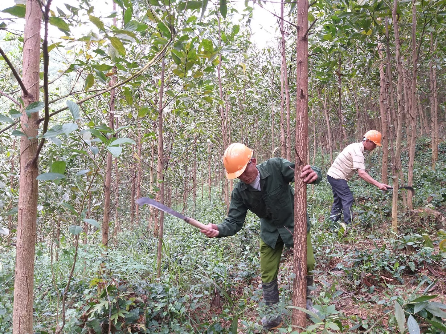 Nghệ An đứng đầu về diện tích rừng toàn quốc- Ảnh 1. Nghệ An đứng đầu về diện tích rừng toàn quốc- Ảnh 1.