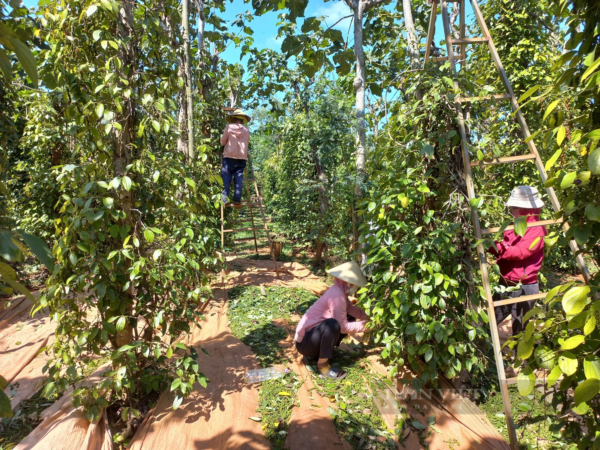 Nhà vườn Gia Lai chạy đôn chạy đáo tìm nhân công thu hoạch tiêu- Ảnh 1. Nhà vườn Gia Lai chạy đôn chạy đáo tìm nhân công thu hoạch tiêu- Ảnh 1.
