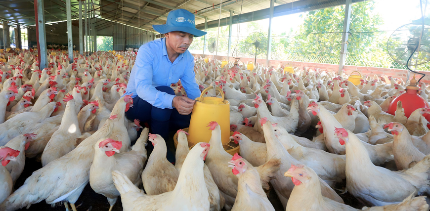 Nông dân Vĩnh Phúc khởi nghiệp thành công nhờ vốn ưu đãi Ngân hàng Chính sách xã hội- Ảnh 1. Nông dân Vĩnh Phúc khởi nghiệp thành công nhờ vốn ưu đãi Ngân hàng Chính sách xã hội- Ảnh 1.