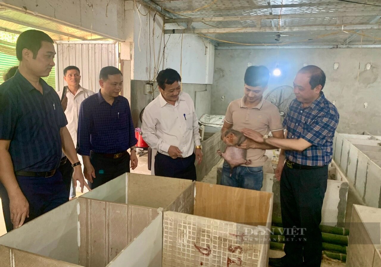 Nông dân xã Phú Nhuận ở Thanh Hóa nuôi con đặc sản, bán đắt tiền, thu nhập tăng lên thấy rõ- Ảnh 1.