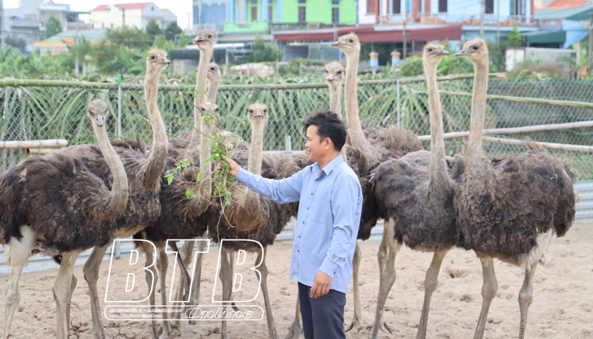 Nuôi loài chim khổng lồ chả biết bay mà chạy nhanh hơn ngựa, ông nông dân Thái Bình tự trả lương cao
- Ảnh 1. Nuôi loài chim khổng lồ chả biết bay mà chạy nhanh hơn ngựa, ông nông dân Thái Bình tự trả lương cao
- Ảnh 1.
