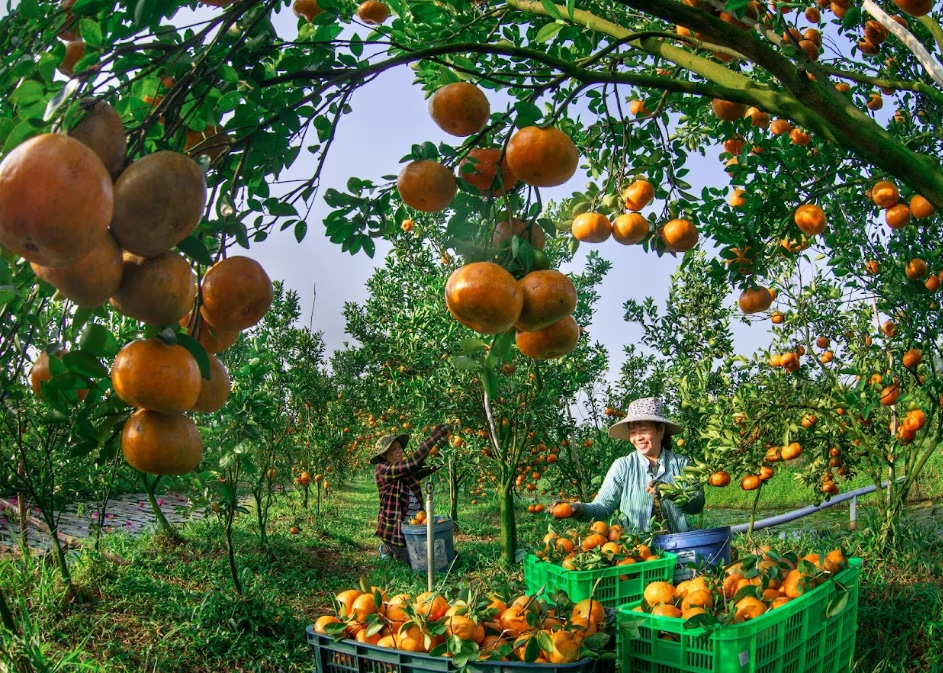 Tác phẩm “Được mùa quýt hồng” của tác giả Hiếu Minh Vũ tham gia cuộc thi năm 2023 - Ảnh: BTC Tác phẩm “Được mùa quýt hồng” của tác giả Hiếu Minh Vũ tham gia cuộc thi Việt Nam hạnh phúc mùa đầu tiên - Ảnh: HIẾU MINH VŨ