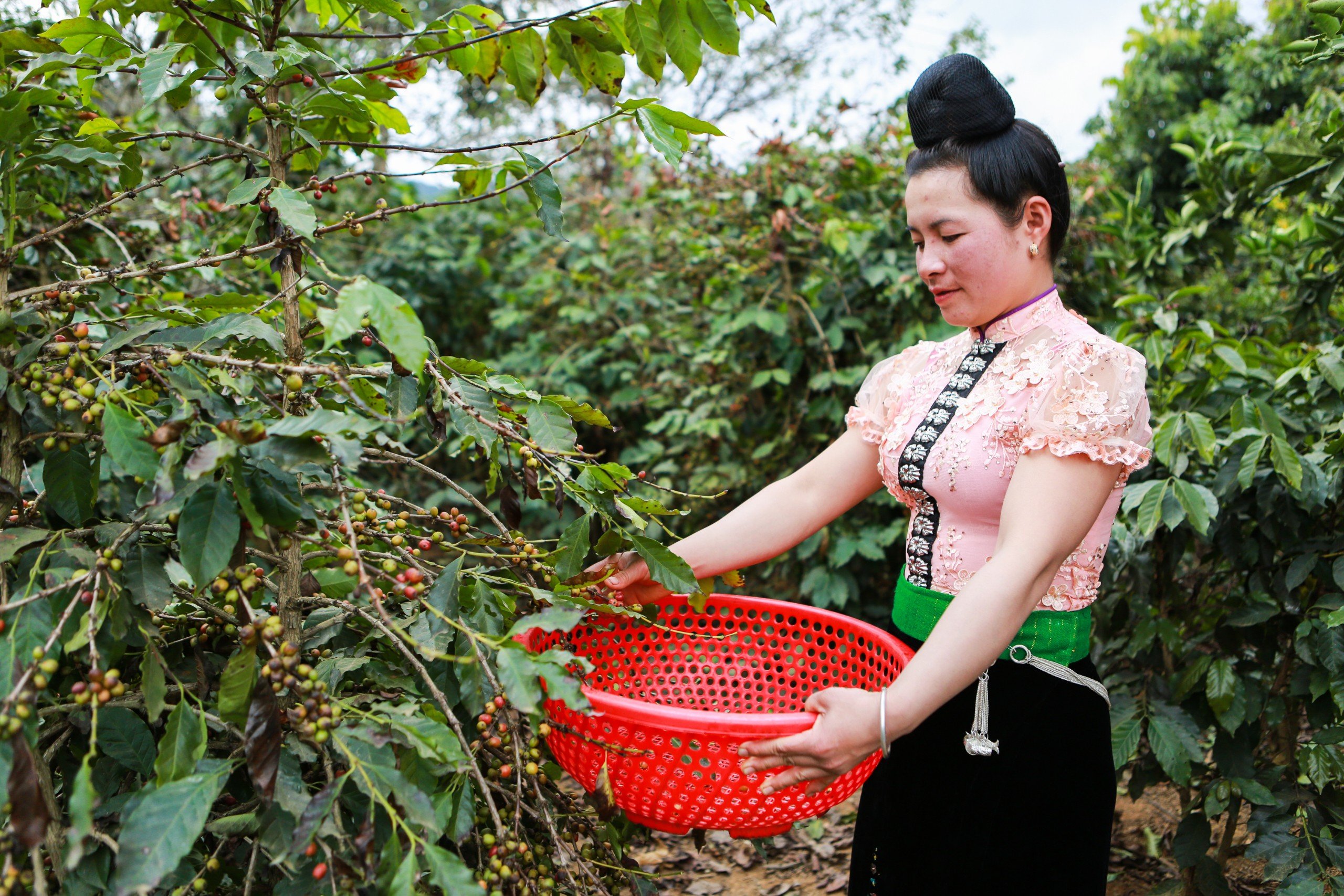 Phát triển sinh kế bền vững cho phụ nữ dân tộc thiểu số trồng cà phê tại Sơn La- Ảnh 1. Phát triển sinh kế bền vững cho phụ nữ dân tộc thiểu số trồng cà phê tại Sơn La- Ảnh 1.