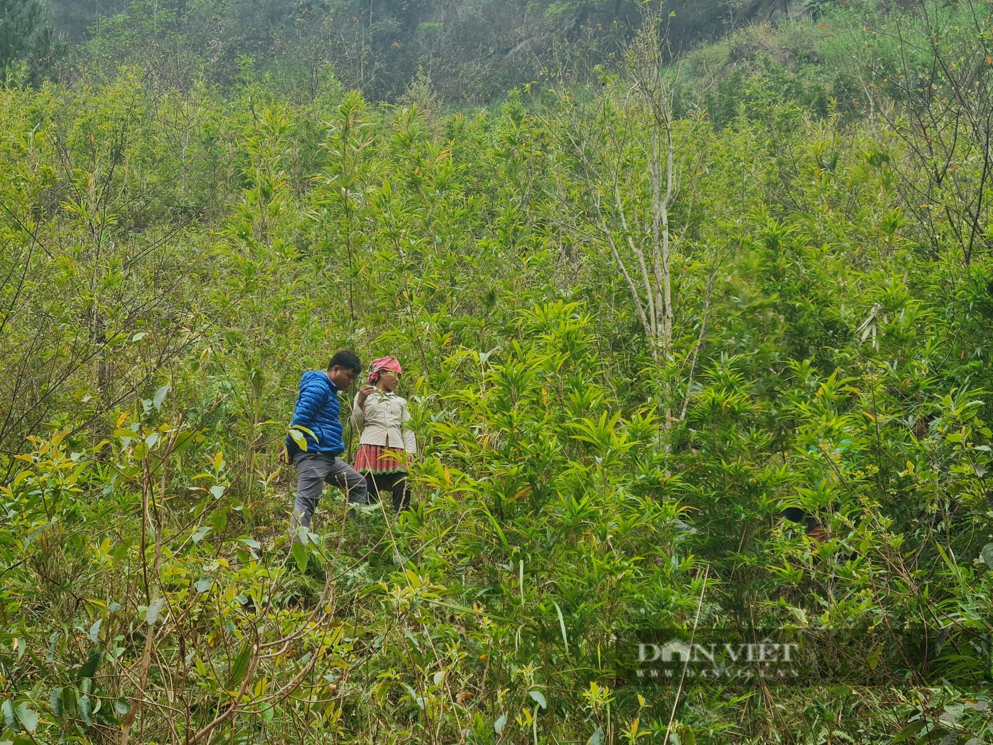 Sáng ra dân một huyện của Yên Bái lên rừng tìm cắt một loại 