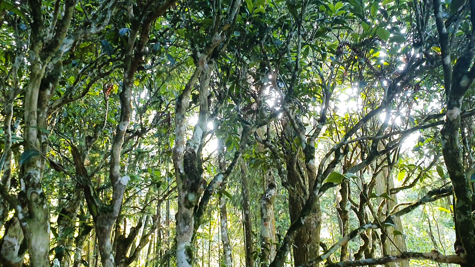 Trà Lũng Phìn - đằm hương ký ức...- Ảnh 1. Trà Lũng Phìn - đằm hương ký ức...- Ảnh 1.