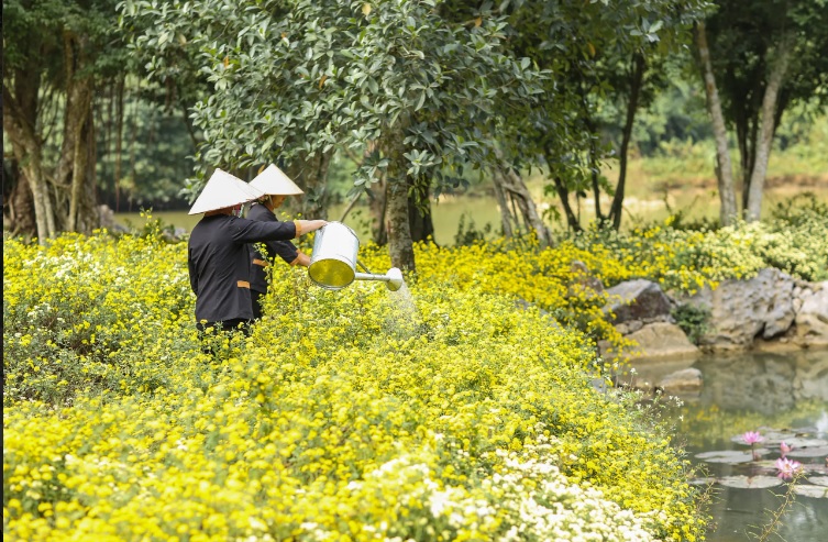 tra son kim cuc thuc uong moc mac ma tinh te tai noi dat lanh chim dau khien du khach me dam hinh 1